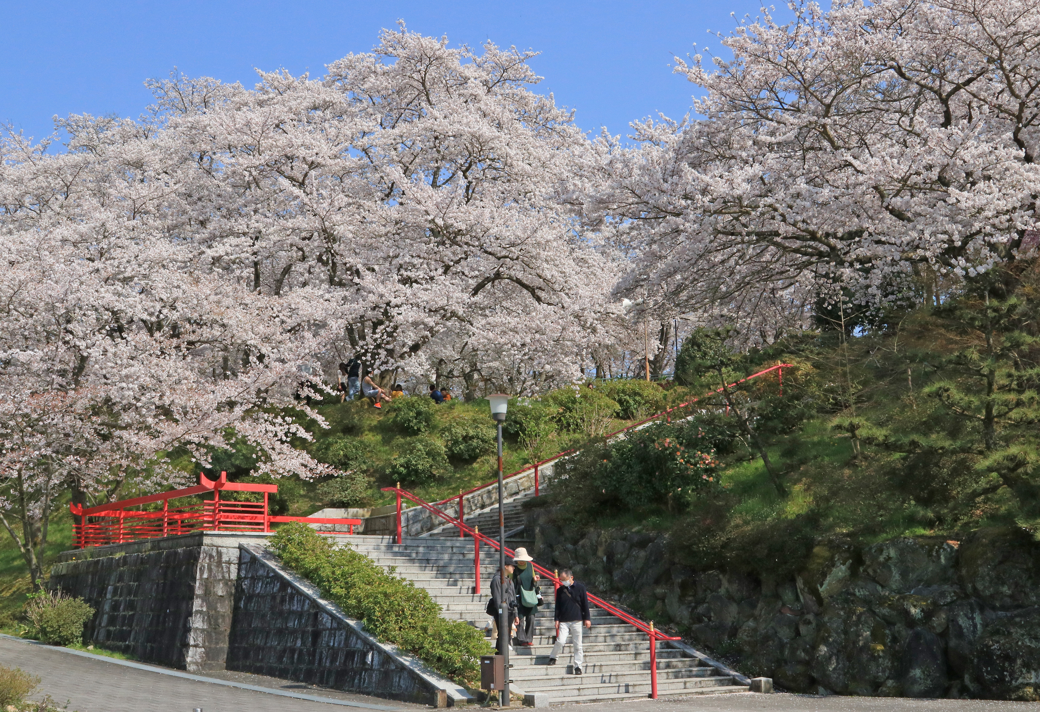 宗祖さまの御廟 桜満開 宗教法人辯天宗
