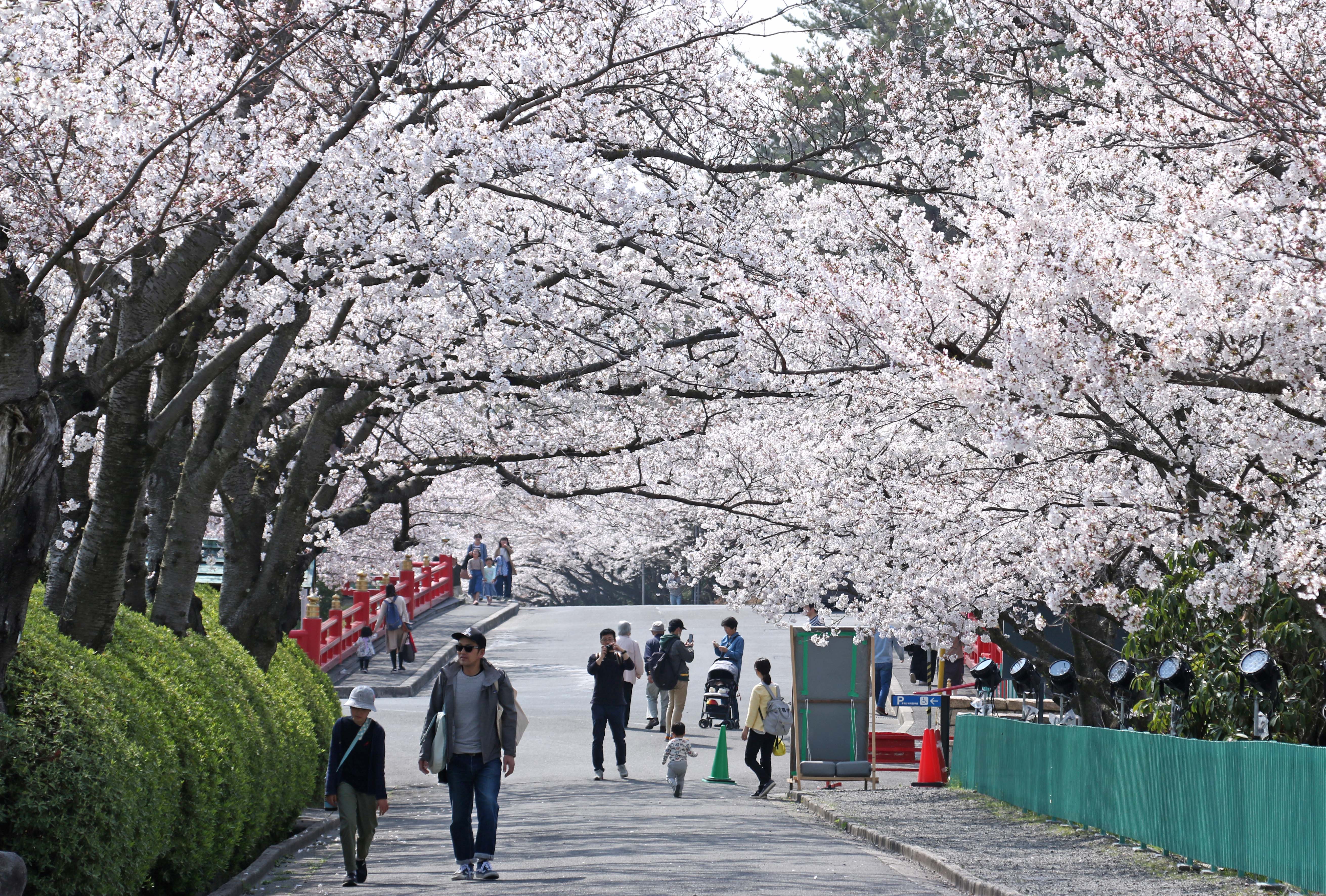 冥應寺 桜満開のご案内 宗教法人辯天宗