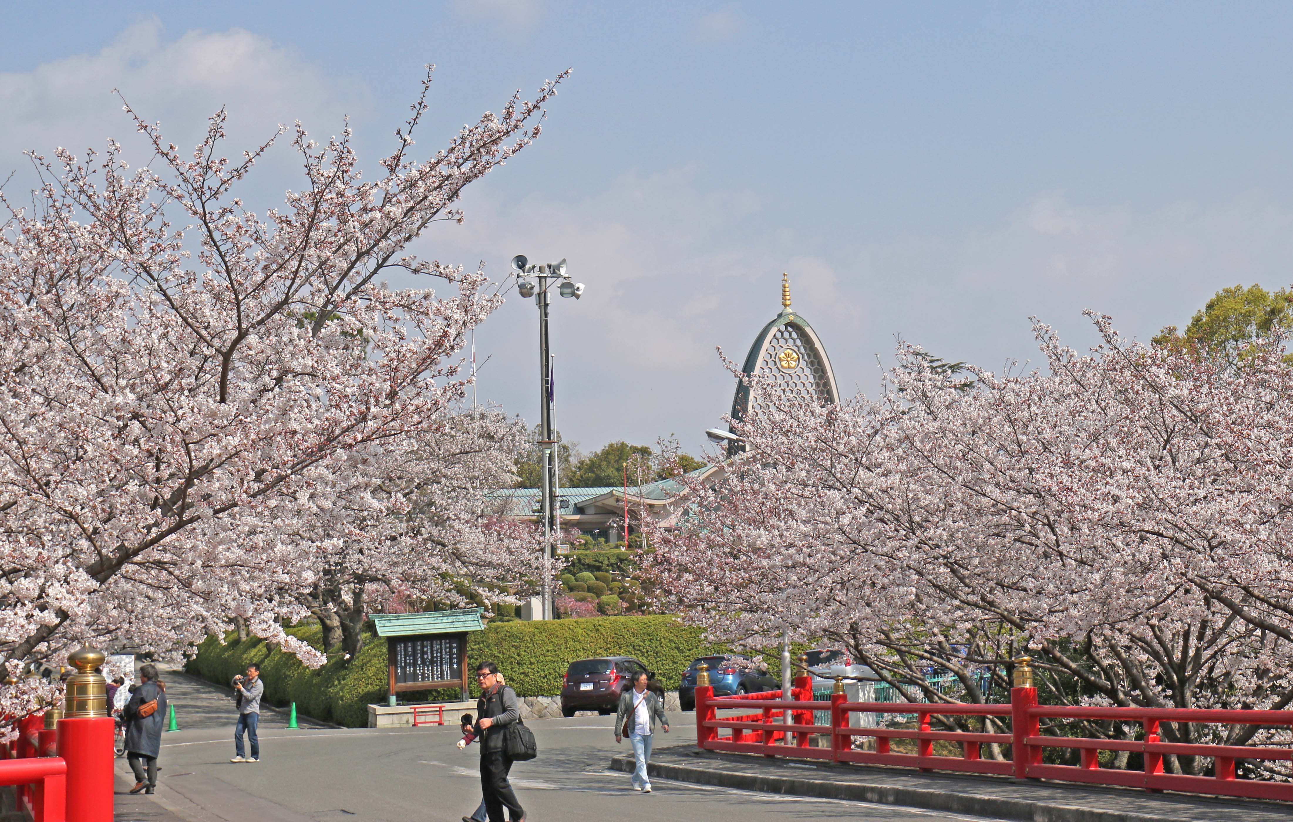 冥應寺 桜満開のご案内 宗教法人辯天宗