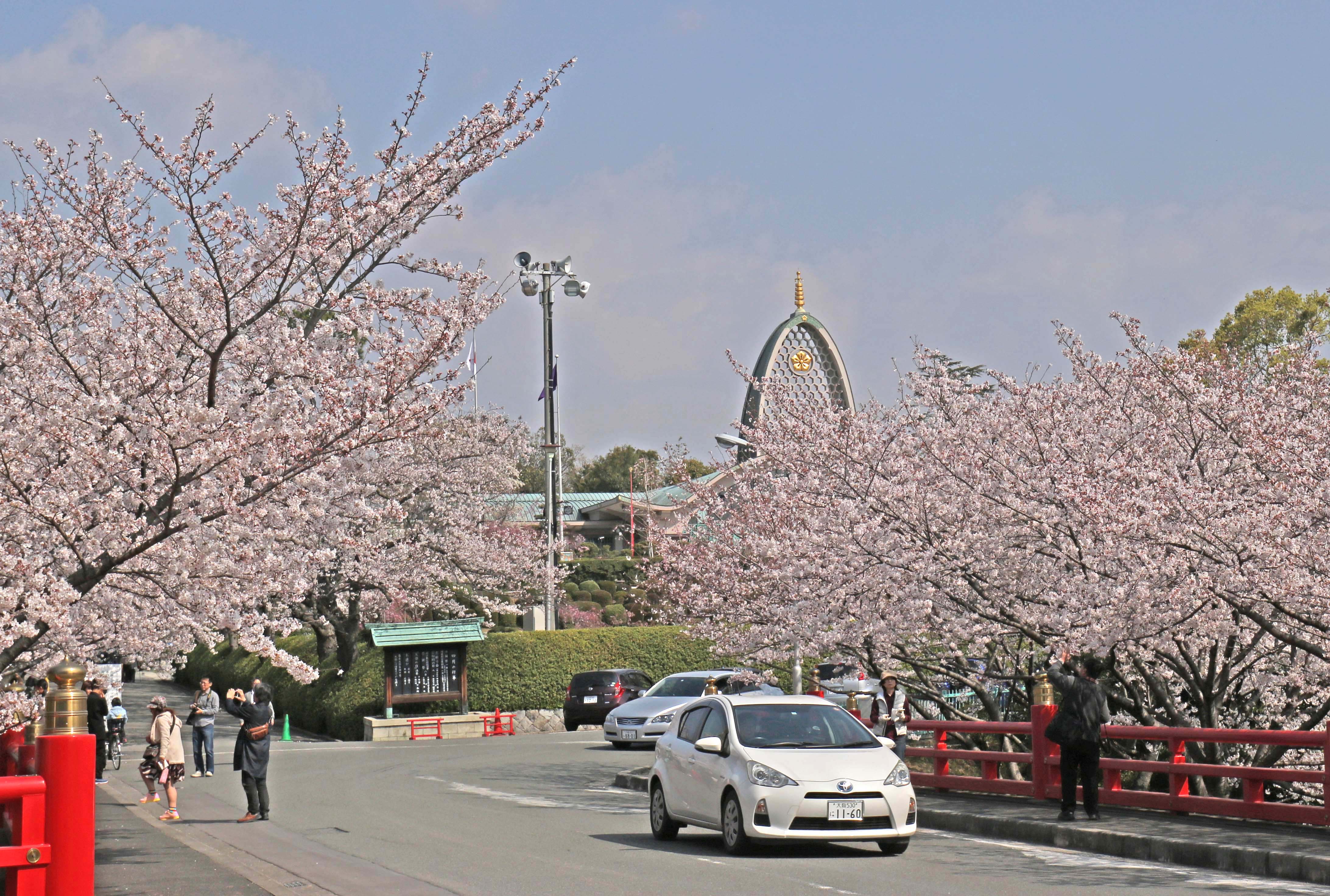 冥應寺 桜満開のご案内 宗教法人辯天宗